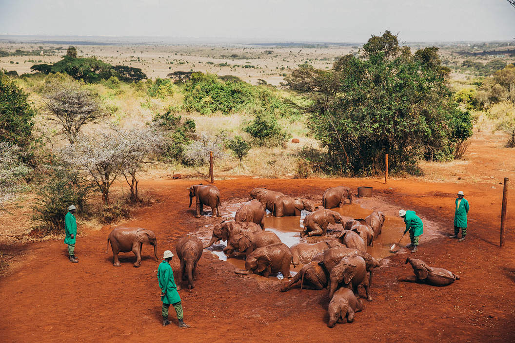 Elephant Orphanage
