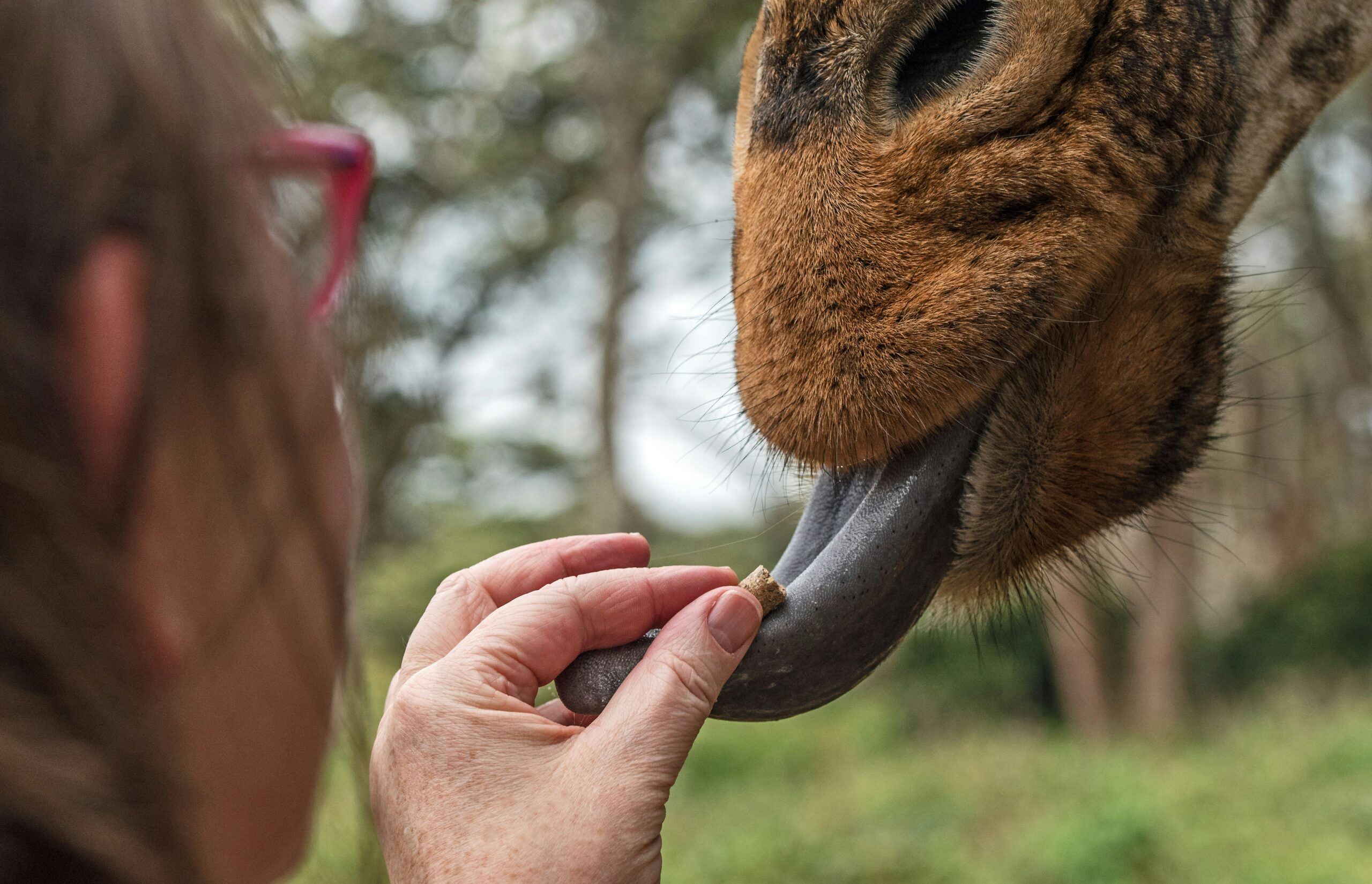 Giraffe Centre Day Tour – Nairobi Wildlife Conservation Experience