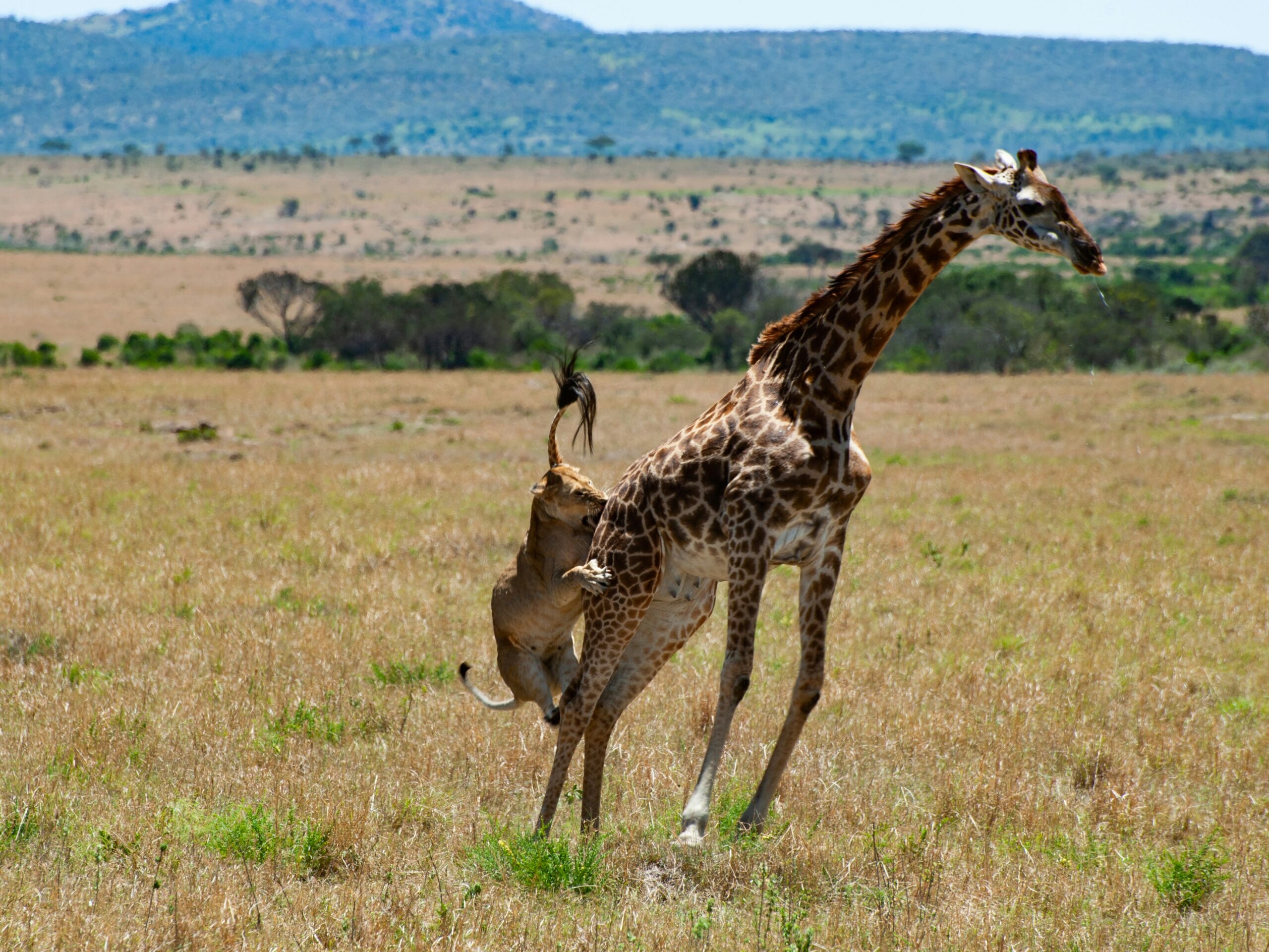3 Days Safari Kenya – Masai Mara
