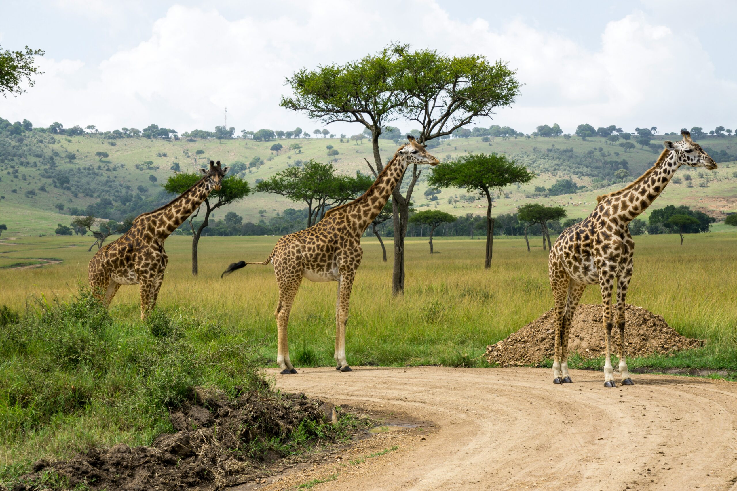 06 Days Luxury Kenya Safari