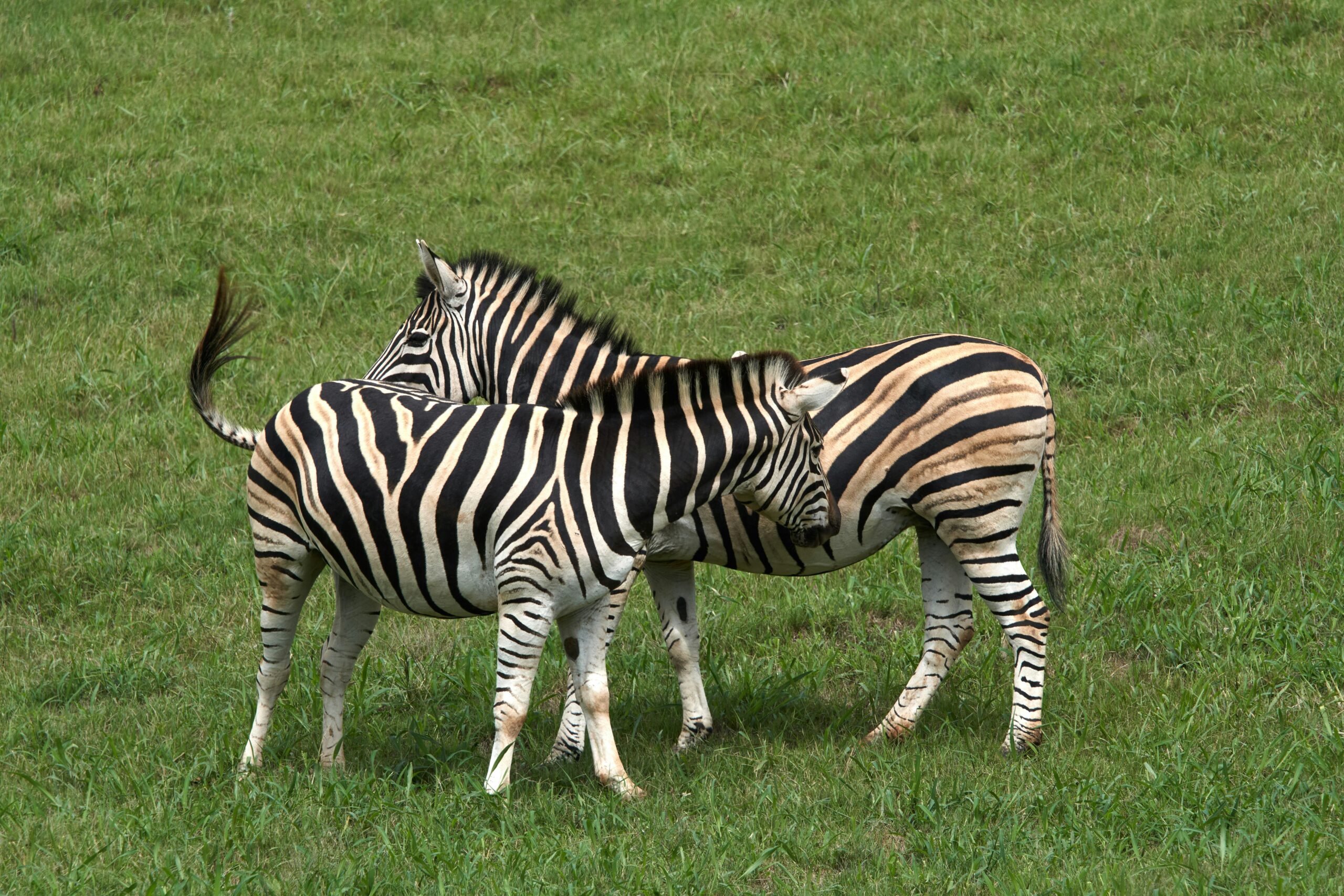 03 Days Samburu Safari