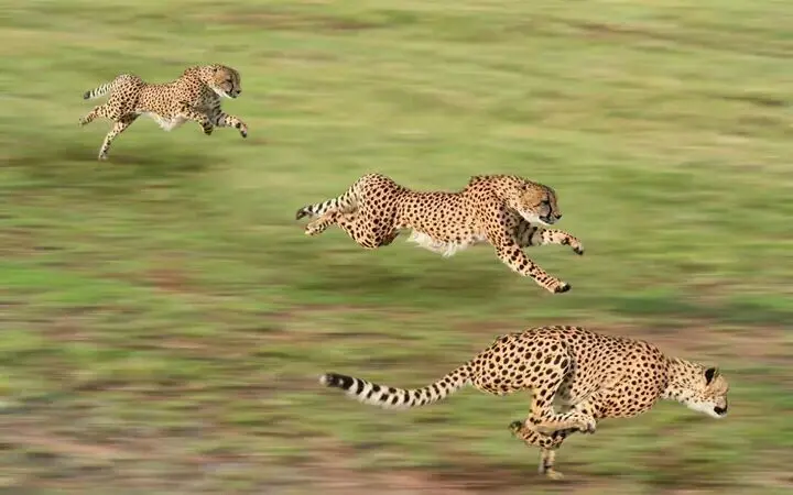 7 Days Kenya Tanzania Safari | Masai Mara, Serengeti & Ngorongoro Crater
