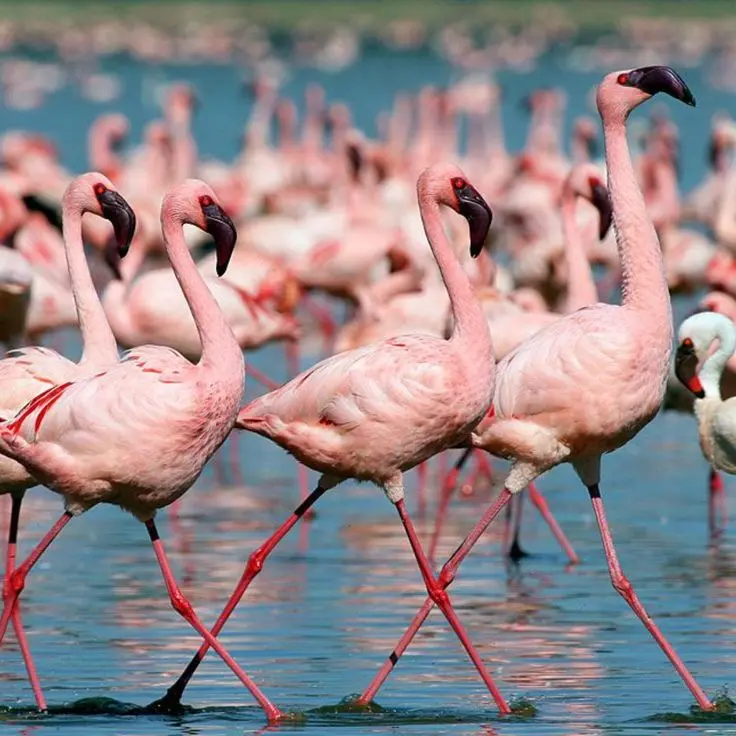 03 Days Tanzania Private Luxury Safari – Tarangire & Ngorongoro Crater Experience