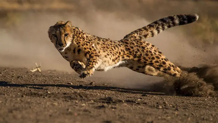 4 Days Tanzania Adventure Tour | Tarangire, Serengeti & Ngorongoro Safari