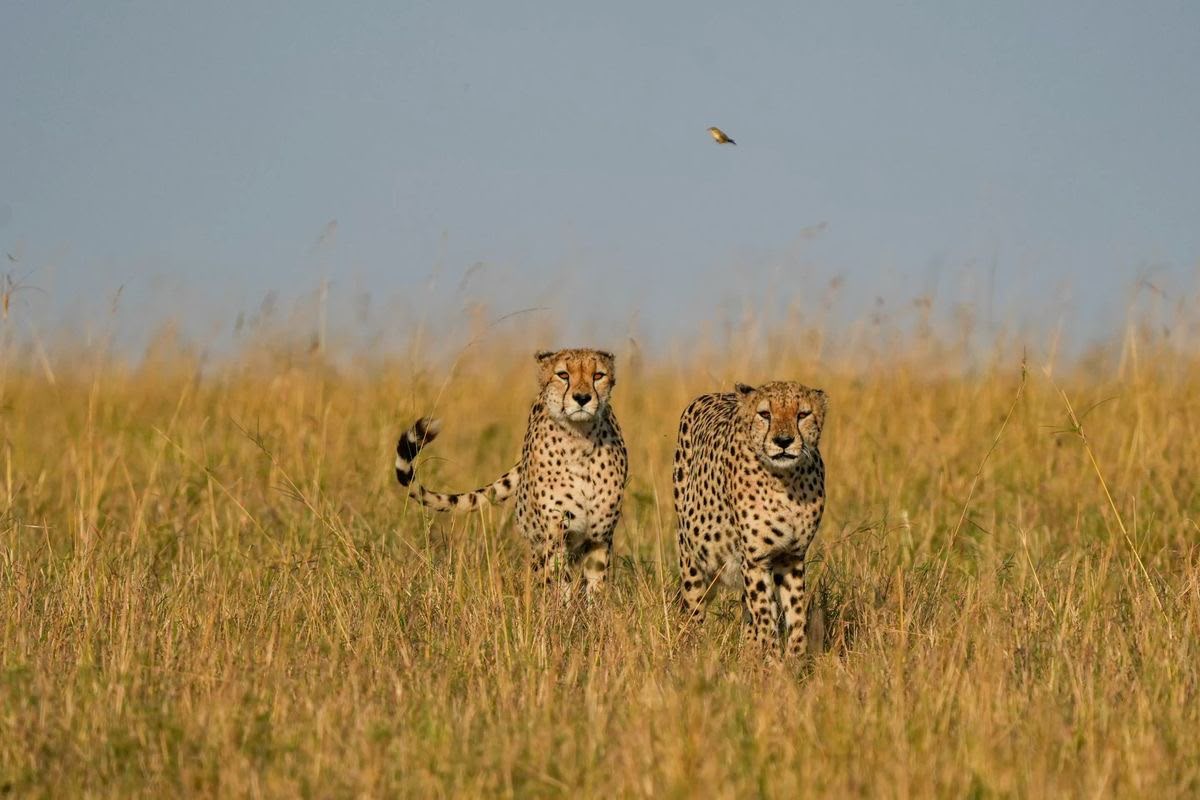 4 Days Kenya Luxury Safari – Masai Mara, Lake Nakuru & Lake Naivasha Lodge Tour