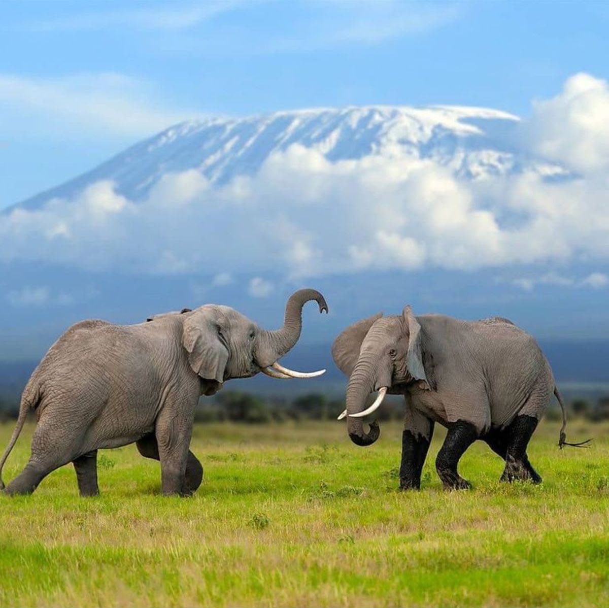 8 Days Kenya Budget Safari – Masai Mara, Lake Nakuru, Naivasha & Amboseli