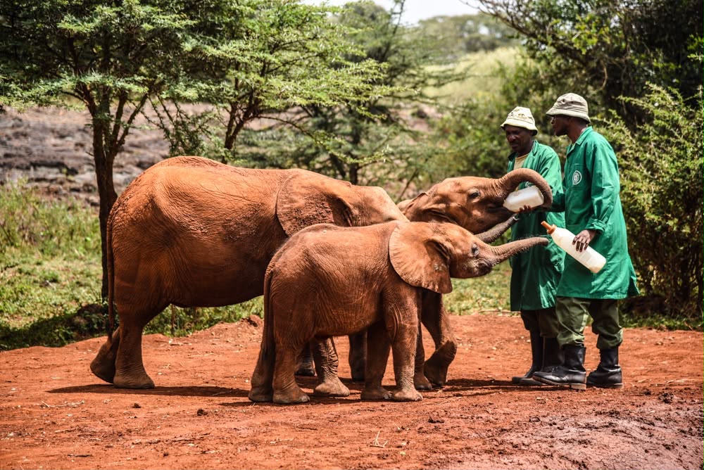 David Sheldrick Elephant Orphanage Day Trip – Nairobi Wildlife Conservation Experience