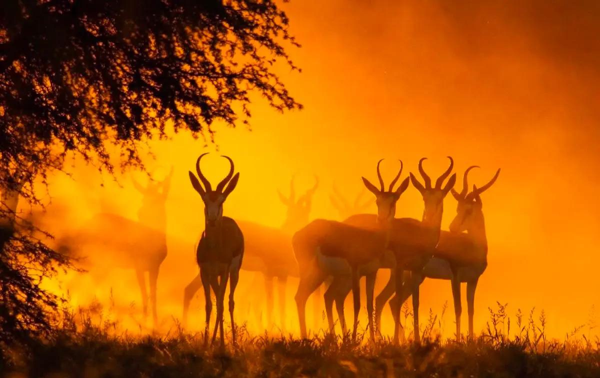 Experience The Wild