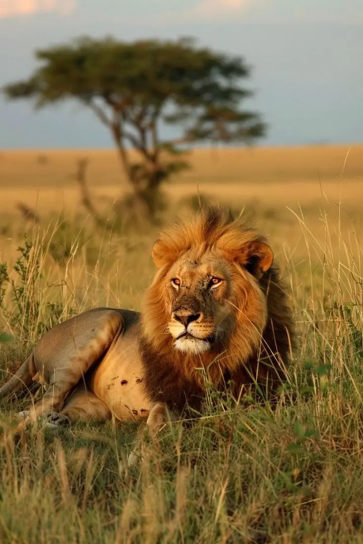 3 Days Private Kenya Safari – Best Lodge Safari Experience in Masai Mara