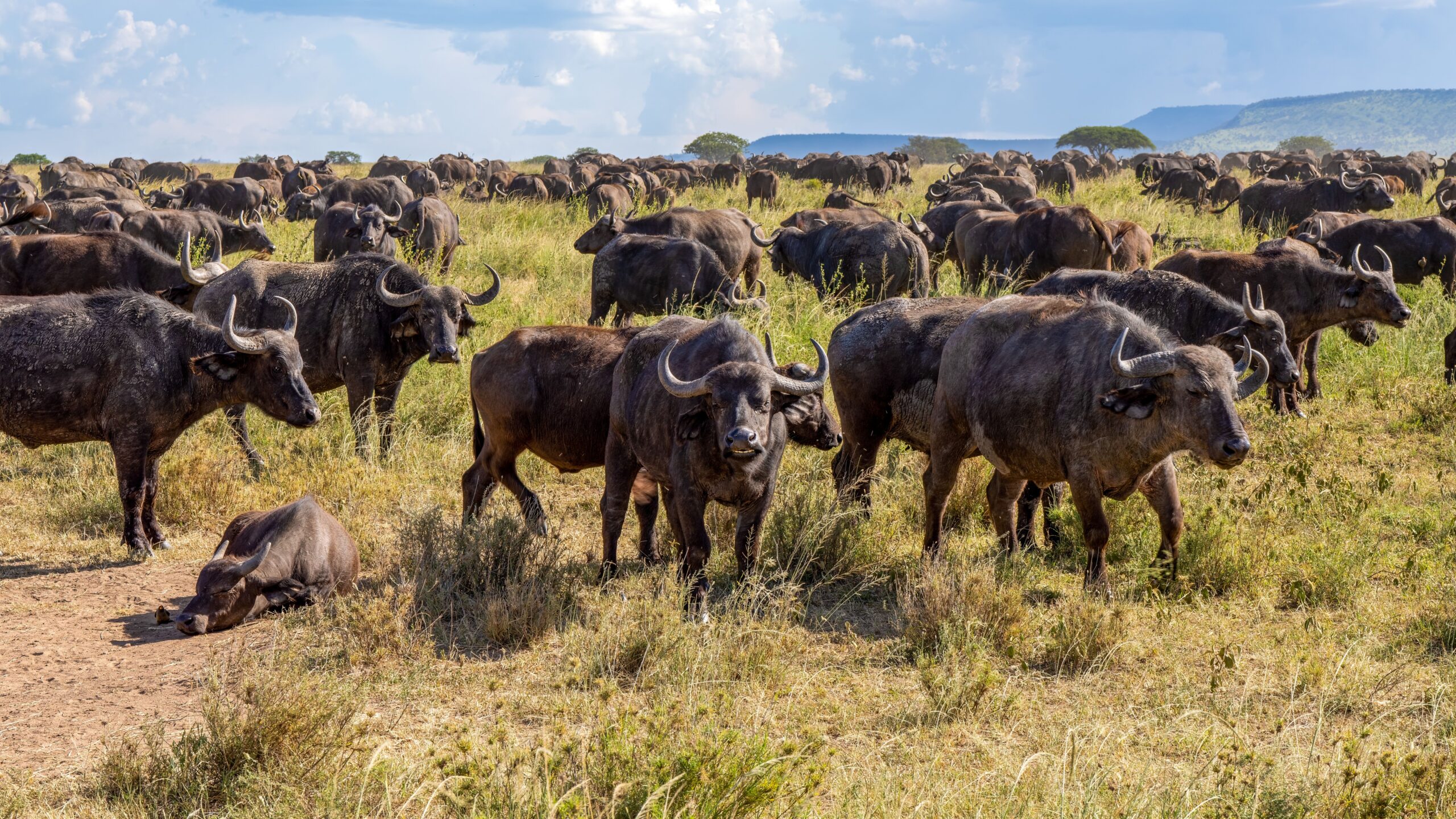 9 Days Kenya Tanzania Safari | Masai Mara, Serengeti & Ngorongoro