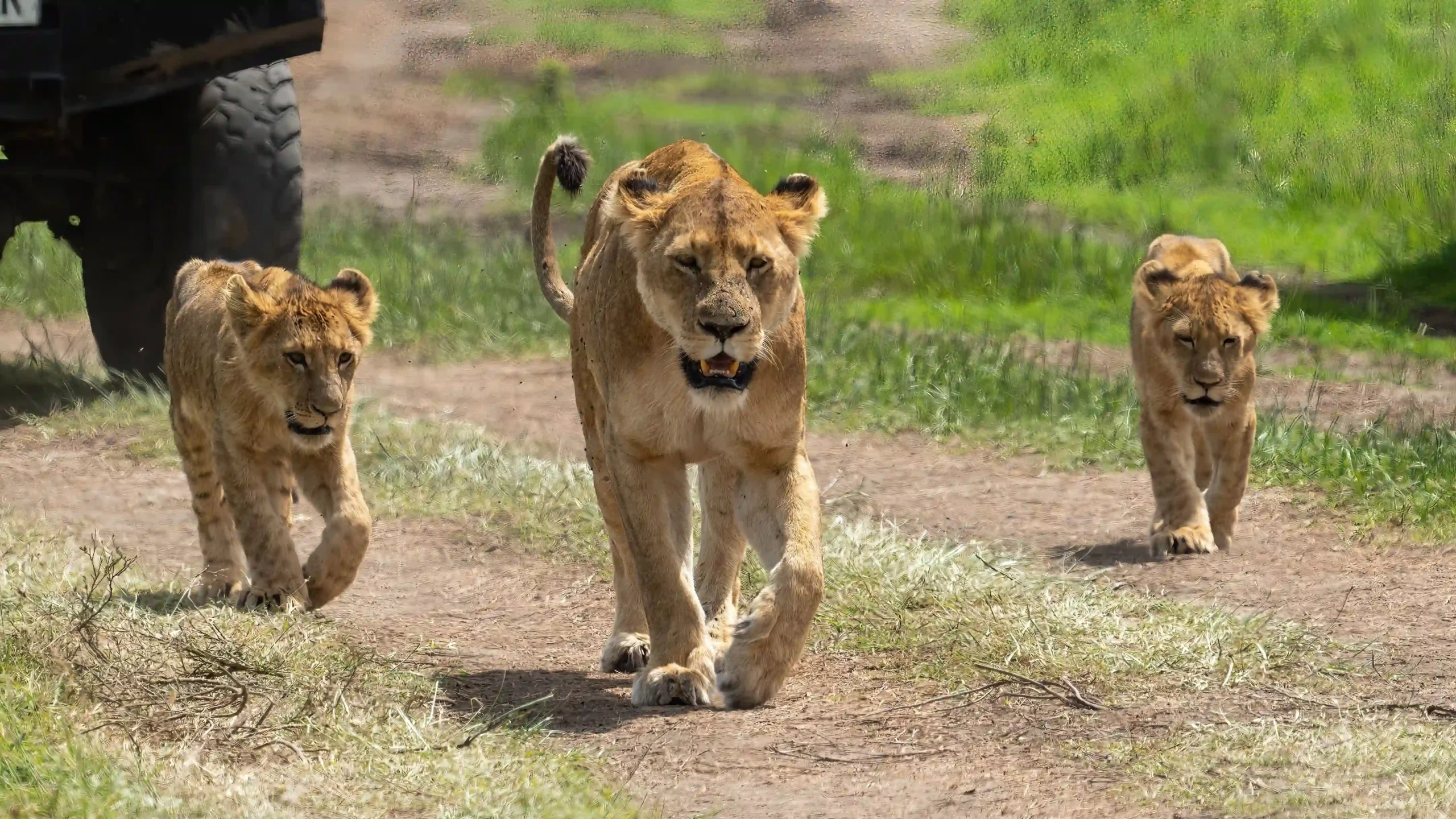 8 Days Kenya Tanzania Safari Package | Masai Mara, Lake Nakuru, Lake Manyara, Serengeti & Ngorongoro