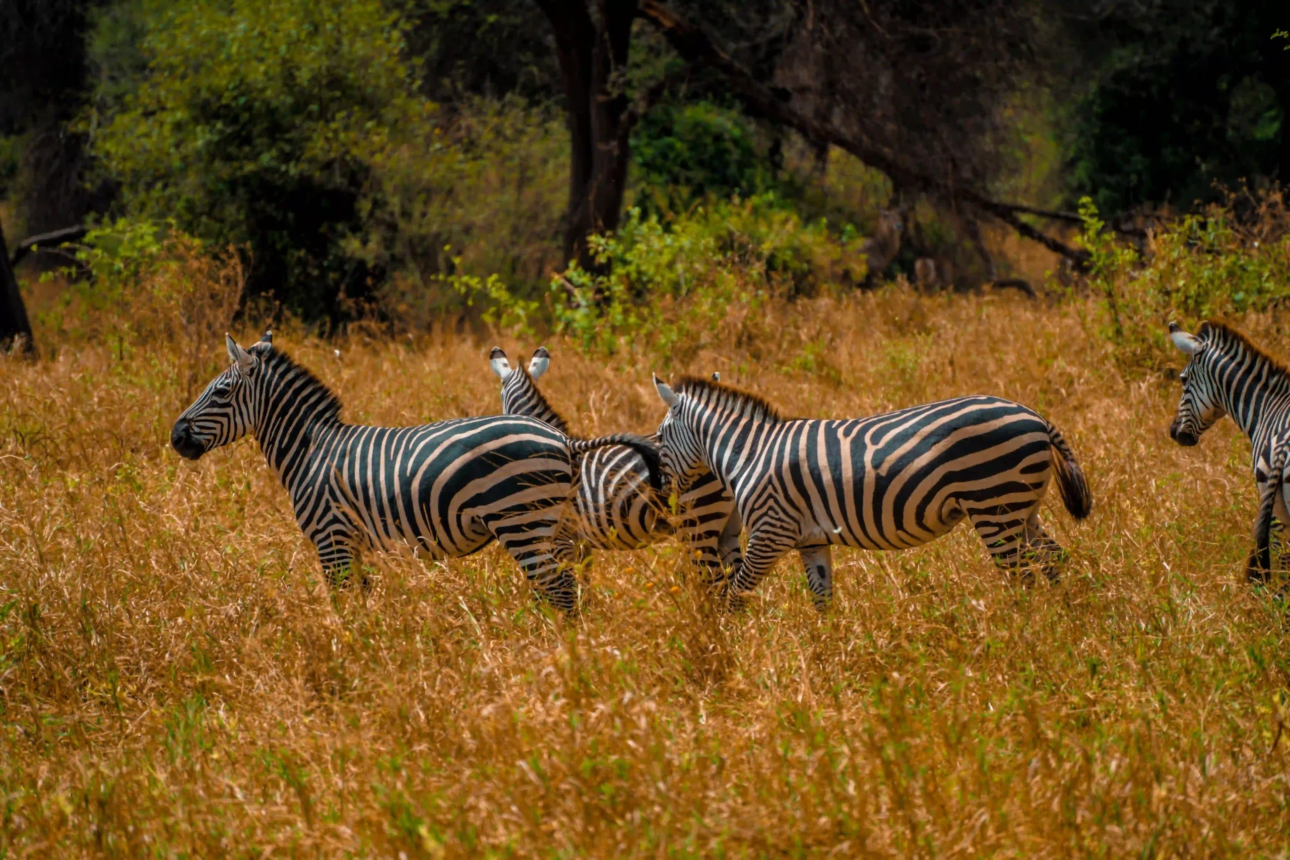 3 Days Tanzania Safari Tour | Serengeti & Ngorongoro Safari
