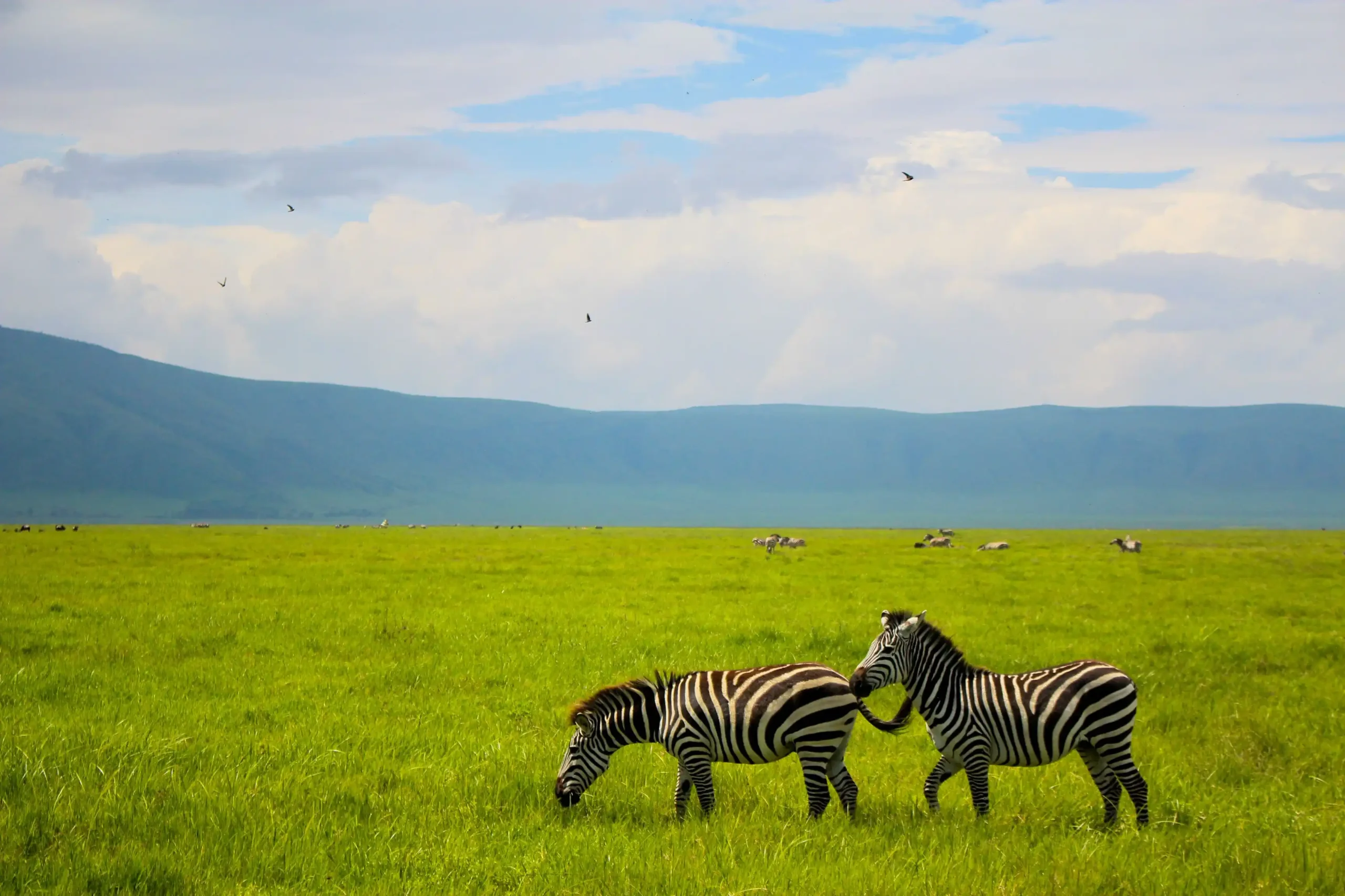 8 Days Kenya Tanzania Safari | Masai Mara, Lake Nakuru, Serengeti & Ngorongoro Crater