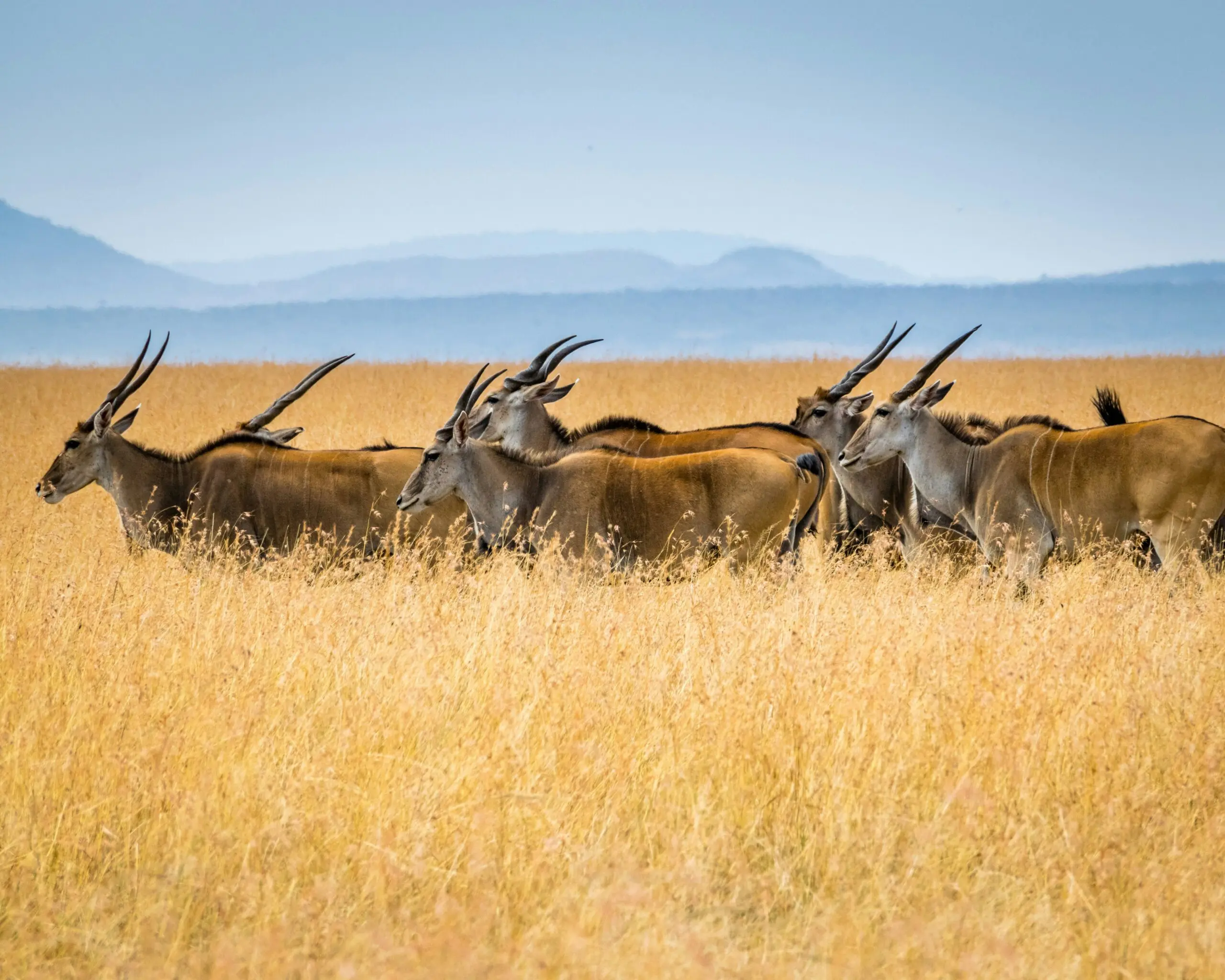 4 Days Private Kenya Luxury Safari Holiday – Masai Mara Big Five Experience