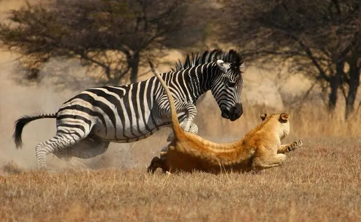 10 Days Kenya Tanzania Safari | Lake Nakuru ,Masai Mara, Serengeti, Ngorongoro & Amboseli